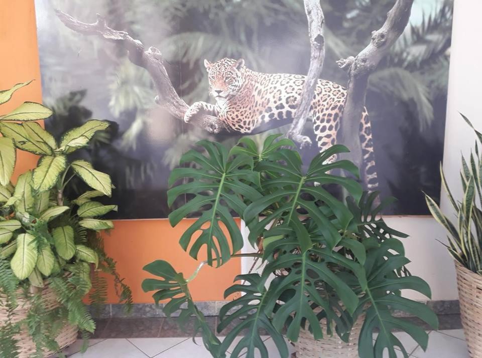 Hotel Pousada And Safari Cuiabá Extérieur photo